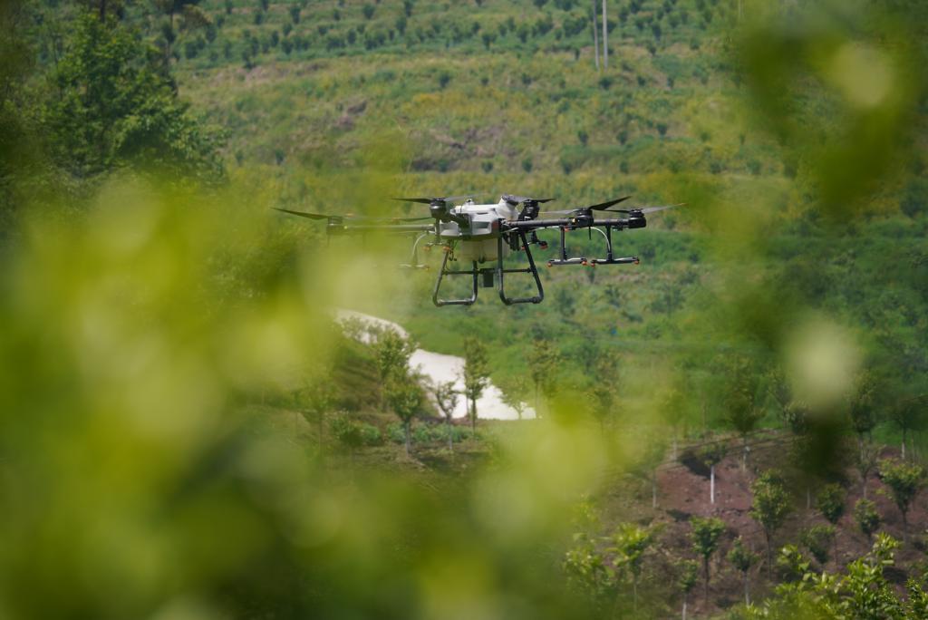 无人植保飞机在青龙村无人果园工作时的场景。渝北区网信办供图